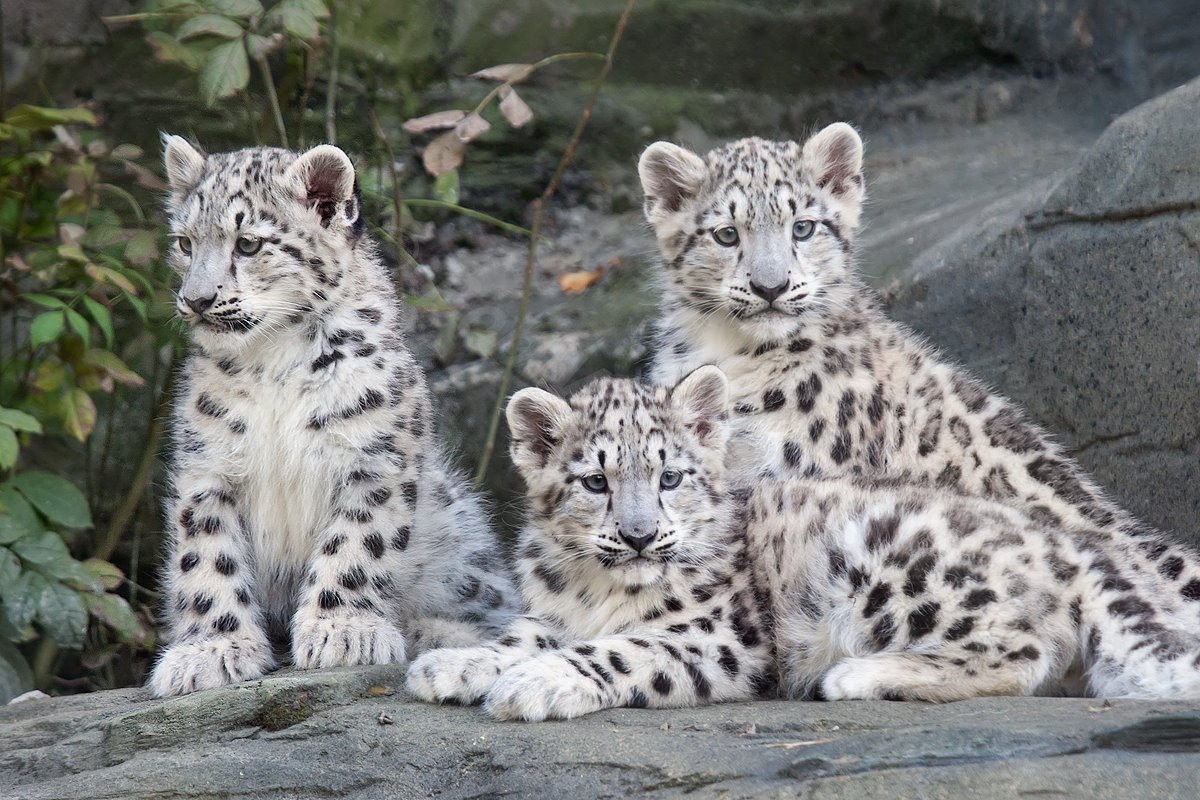Resultado de imagem para cute snow leopard